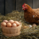 Cage free eggs
