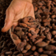 Cocoa