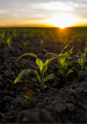 Sustainability Planet 02