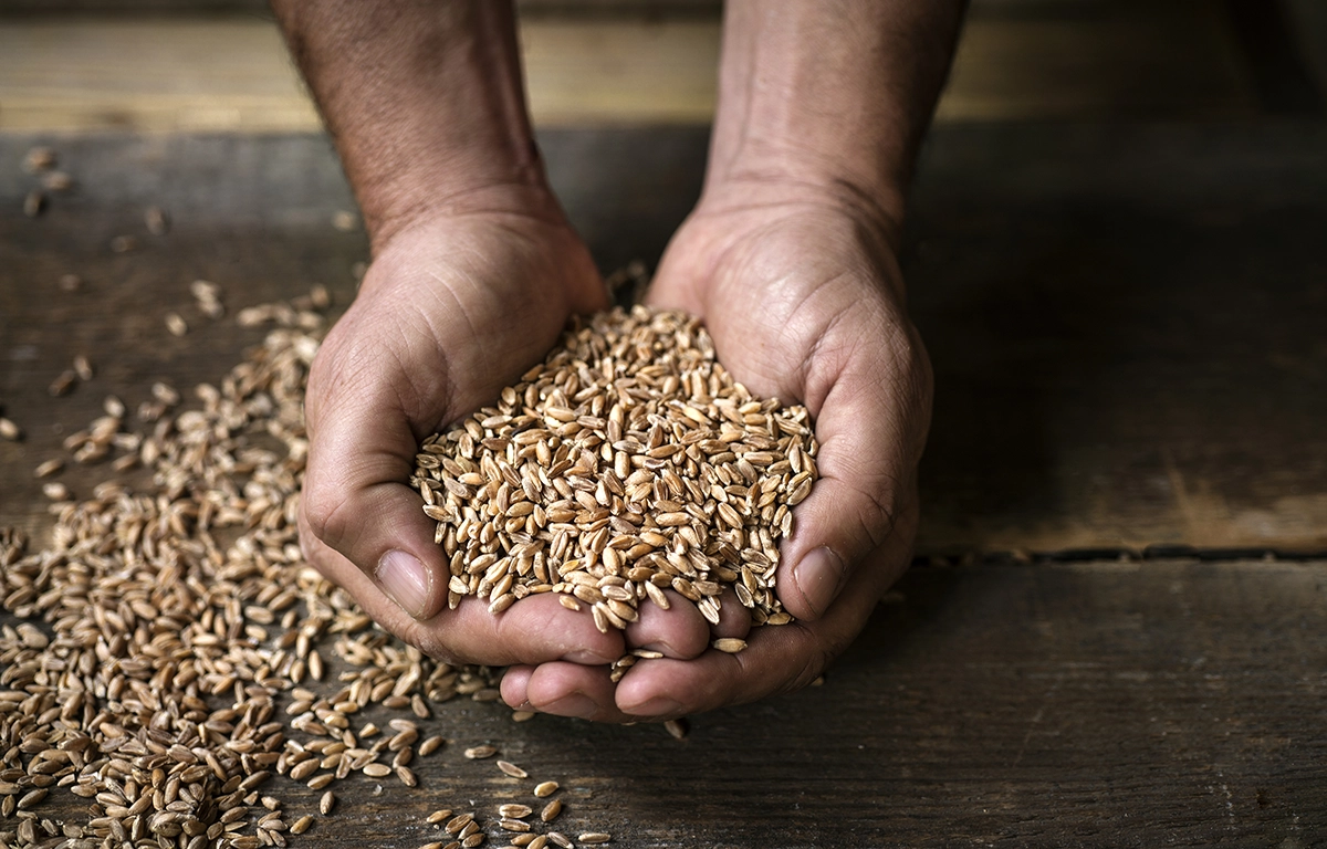 graines cereales anciennes.