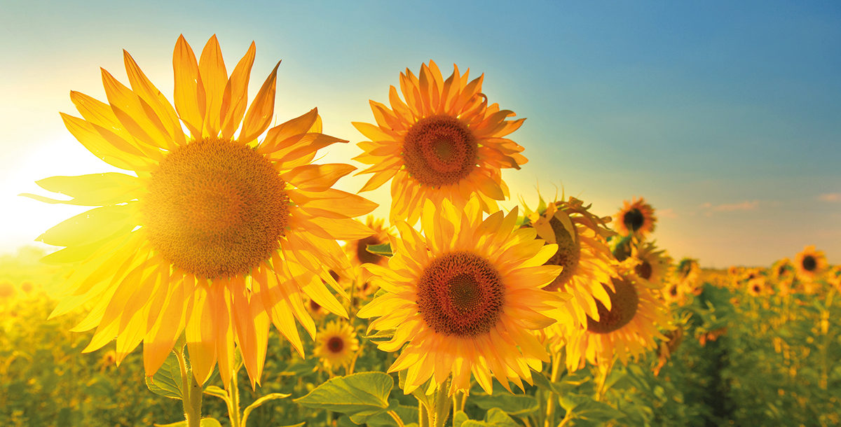 huile vegetale tournesol.